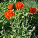 Papaver orientale 'Allegro'