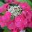 Hydrangea macrophylla 'Teller Red'