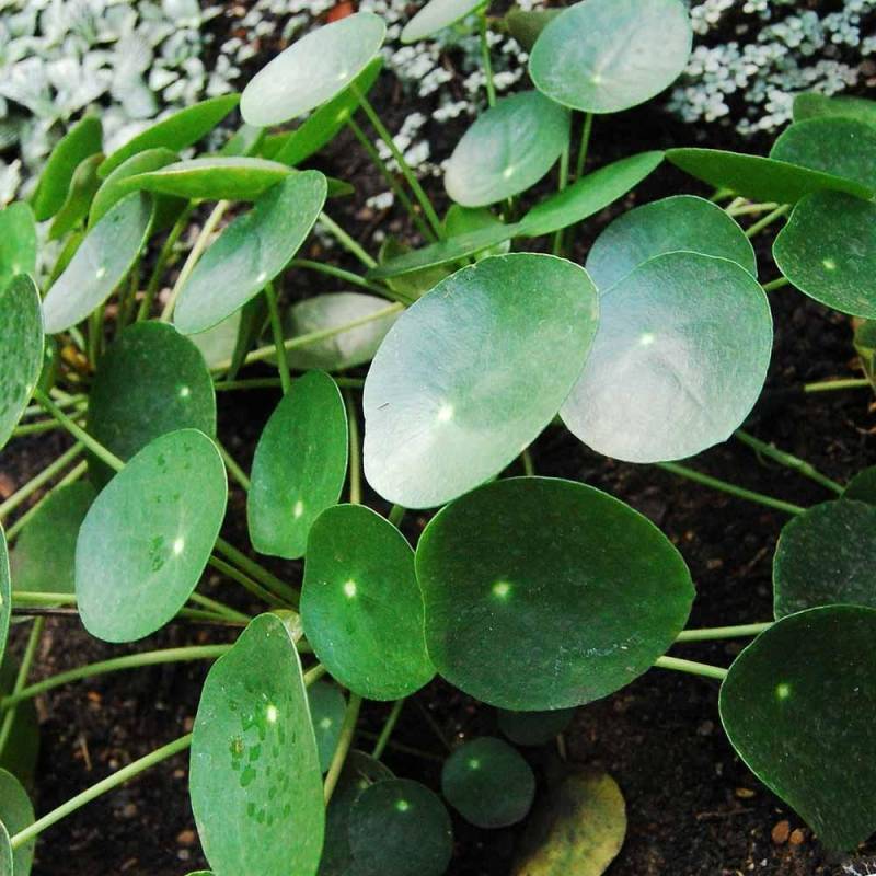 50 Graines De Pilea Peperomioides (plante Du Pancake) - Plante D'intérieur Facile, Dite "plante à Monnaie Chinoise"