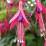 Fuchsia 'Ardenza'