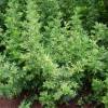 Artemisia vulgaris 'Oriental Limelight'