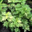 Artemisia vulgaris 'Oriental Limelight'