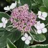 Hydrangea macrophylla 'Teller Variegated'