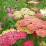 Achillea millefolium 'Summer Pastels'