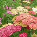 Achillea millefolium 'Summer Pastels'