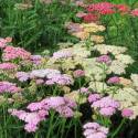 Achillea millefolium 'Summer Pastels'