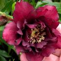 Helleborus 'Double Red'