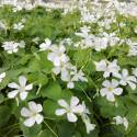 Oxalis articulata "Alba" (sin. O. floribunda, O. crassipes)