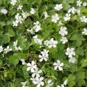 Oxalis articulata "Alba" (sin. O. floribunda, O. crassipes)