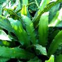 Asplenium scolopendrium (sin. Phyllitis scolopendrium)