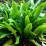 Asplenium scolopendrium (sin. Phyllitis scolopendrium)