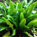 Asplenium scolopendrium (sin. Phyllitis scolopendrium)