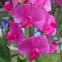 Lathyrus latifolius