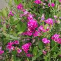 Lathyrus latifolius