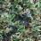 Ligustrum japonicum 'Texanum Silver Star'
