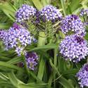 Scilla peruviana