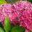 Hydrangea macrophylla 'Tovelit'