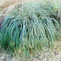 Carex flacca 'Buis'