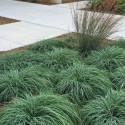 Carex flacca 'Buis'