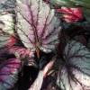 Begonia 'Arctic Breeze'