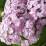 Hydrangea macrophylla 'Trebah Silver'