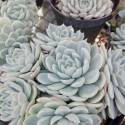 Echeveria derenbergii