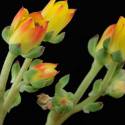 Echeveria derenbergii