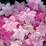 Hydrangea macrophylla 'Youmefour', 'You and me For Ever'