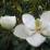 Magnolia grandiflora 'Little Gem'