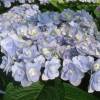 Hydrangea macrophylla 'Youmefour', 'You and me For Ever'