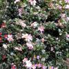 Camellia sasanqua ‘Hino de Gumo’