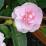 Camellia sasanqua 'Jean May' (camelia invernale)