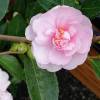 Camellia sasanqua 'Jean May'