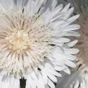 Stokesia laevis 'Klaus Jelitto'