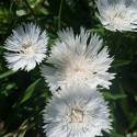 Stokesia laevis 'Klaus Jelitto'