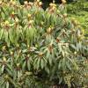 Daphniphyllum himalayense subsp. macropodum