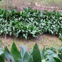 Aspidistra elatior 'Variegata'