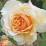 Rosa 'Buff Beauty'