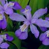 Iris cristata 'Abbey's Violet'