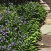 Iris cristata 'Abbey's Violet'