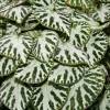 Begonia 'Silver Jewel'
