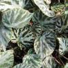 Begonia imperialis