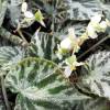 Begonia 'Silver Jewel'