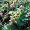 Begonia manicata 'Crispa'