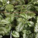 Lamium galeobdolon subsp. montanum 'Florentinum'