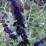 Buddleja davidii 'Black Knight'