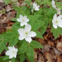 Anemone trifolia