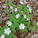 Anemone trifolia