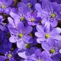 Hepatica nobilis (sin. Anemone hepatica)