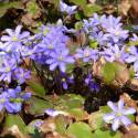 Hepatica nobilis (sin. Anemone hepatica)